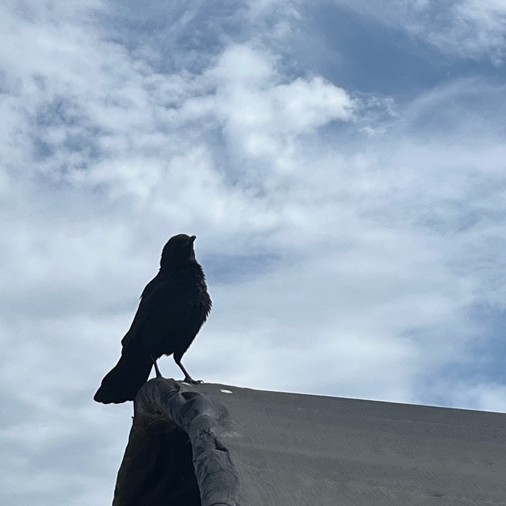 Meet your Posher, Angel